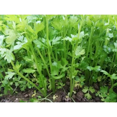 Chinese celery 