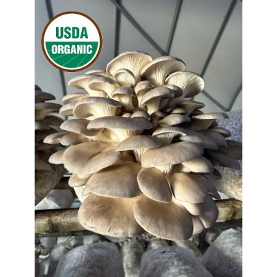 Organic Oyster Mushroom