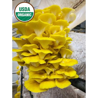 Golden Oyster Mushroom