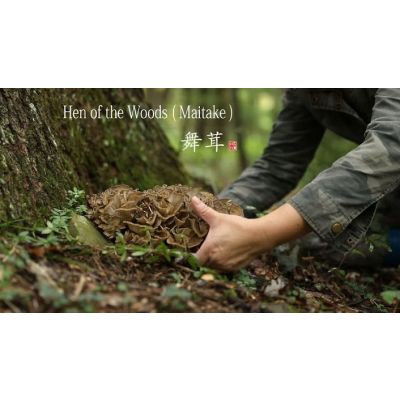 Organic Maitake mushrooms