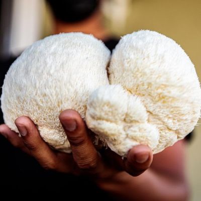 Organic Lion's Mane Mushroom
