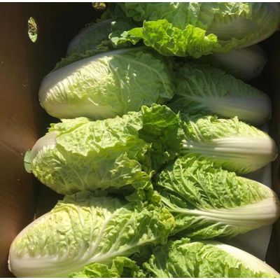 Baby Cabbage