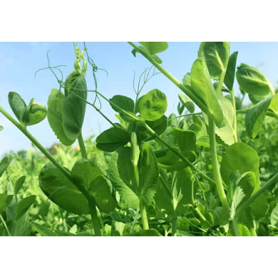 Snow pea tips 