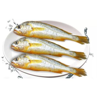 Wild Yellow Croaker