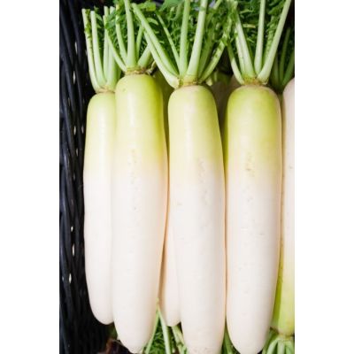 White Radish