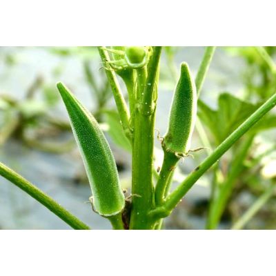 Okra