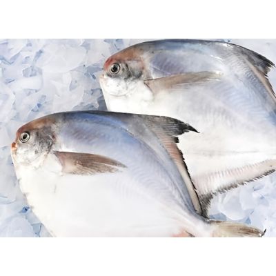 Silvery pomfret 2pcs