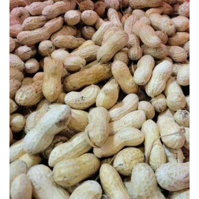 Fresh  peanuts