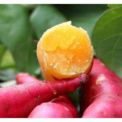 Chestnut Sweet Potato