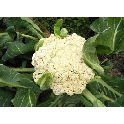 Chinese Cauliflower 