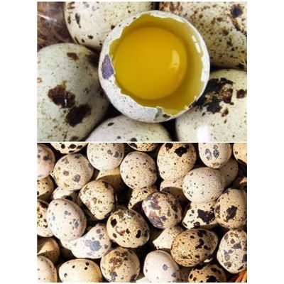 Fresh Quail Eggs 2pcs
