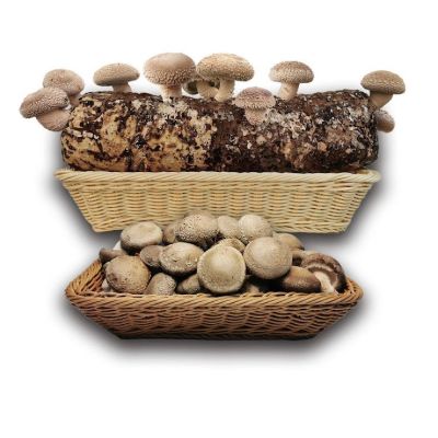 Organic Shiitake Mushroom log with Mushrooms