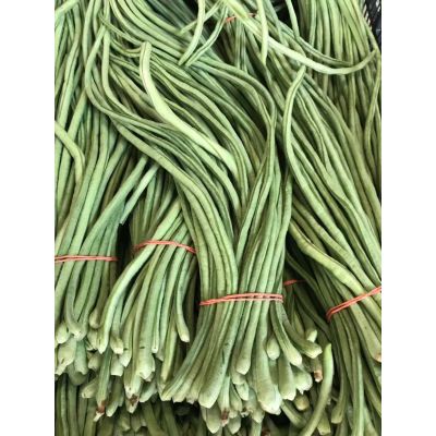 White Long Bean 2 lbs