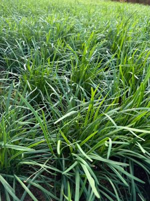 Chinese Chives 1.5lb