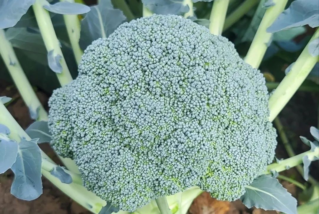 Broccoli
