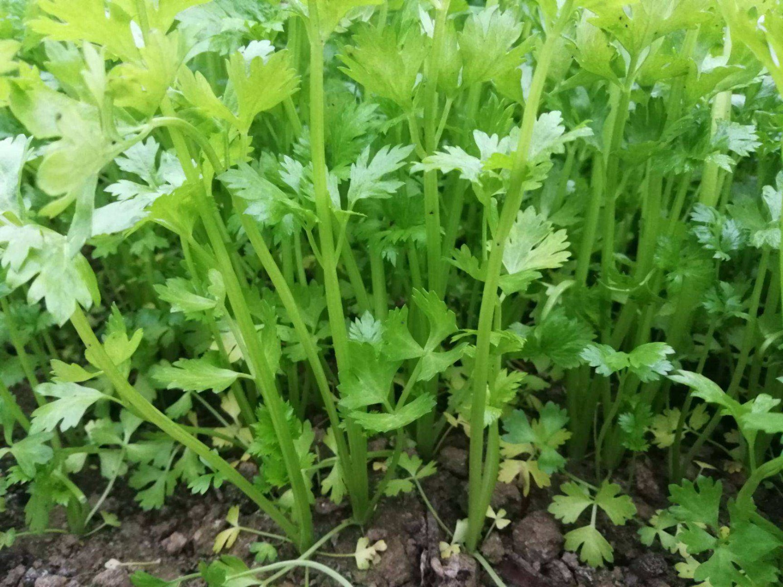 Chinese celery 