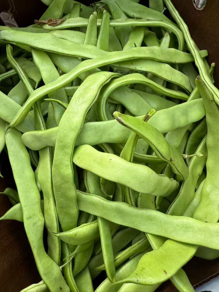 Flat Bean