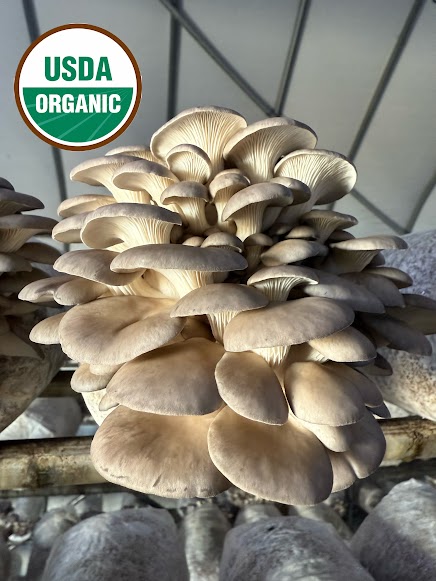 Organic Oyster Mushroom