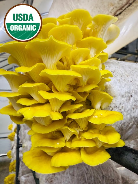 Golden Oyster Mushroom
