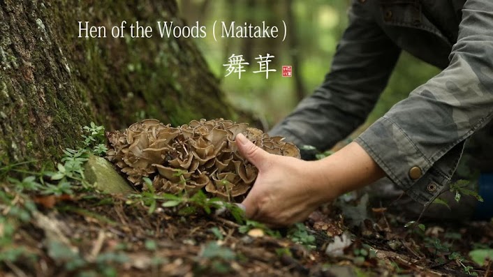 Organic Maitake mushrooms 8oz