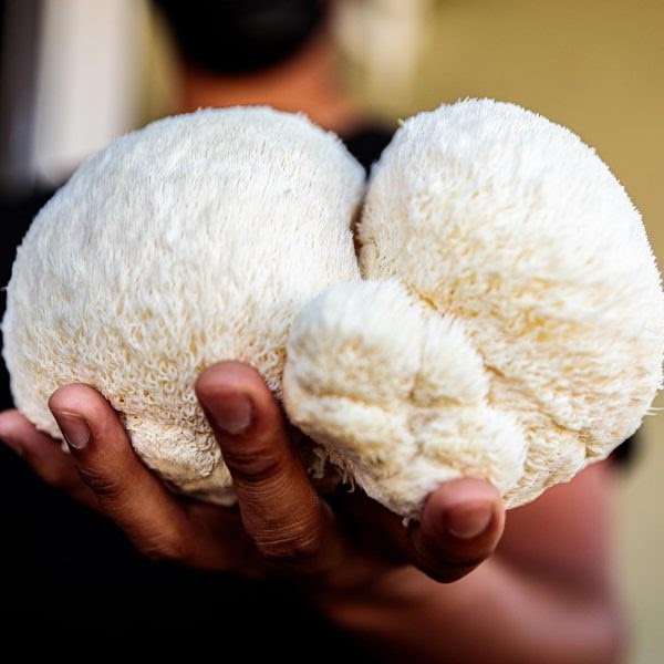 Organic Lion's Mane Mushroom