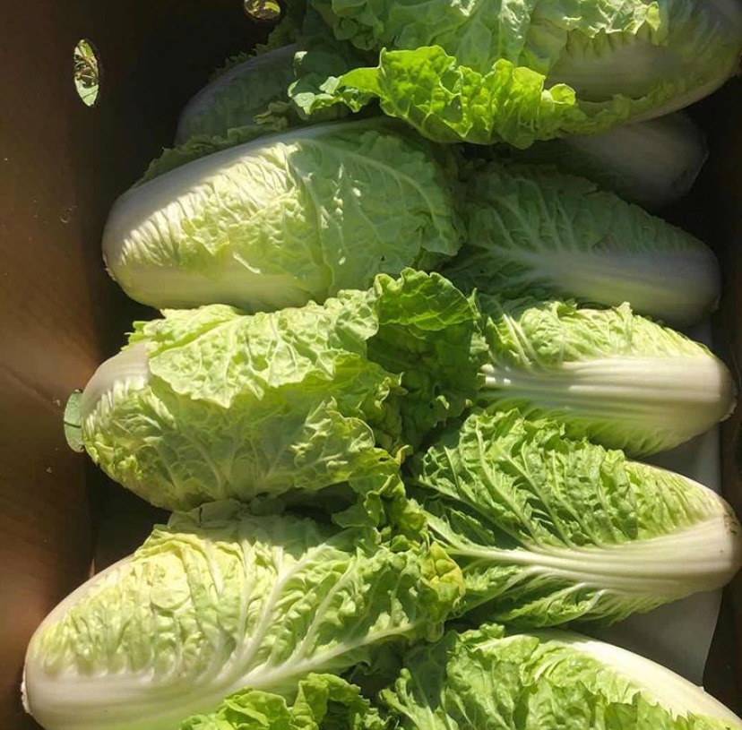 Baby Cabbage