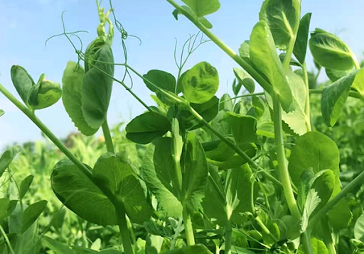 Snow pea tips 