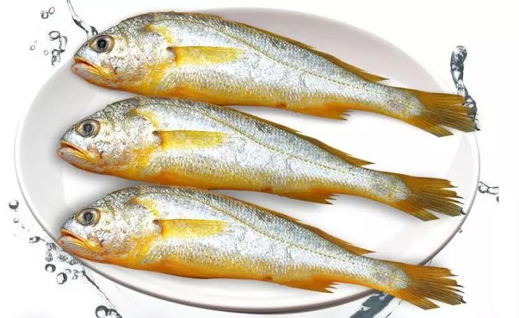 Wild Yellow Croaker