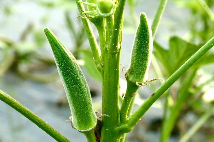 Okra