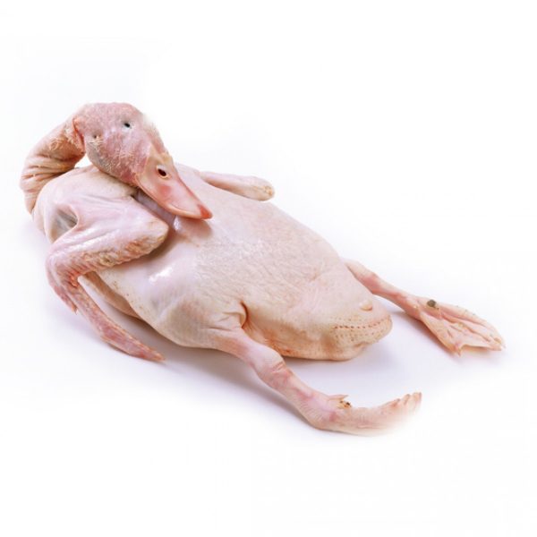Duck