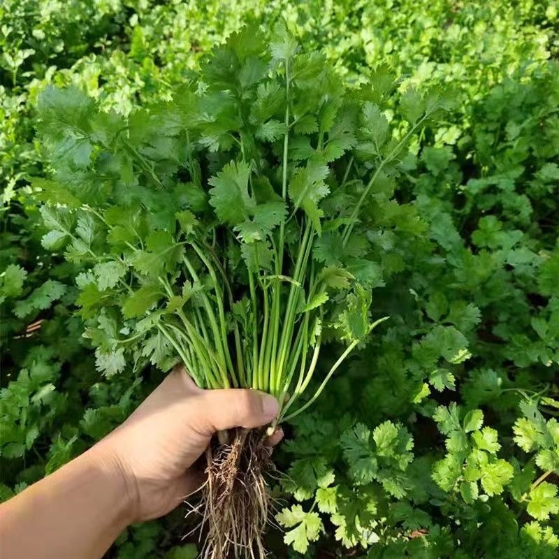 Cilantro