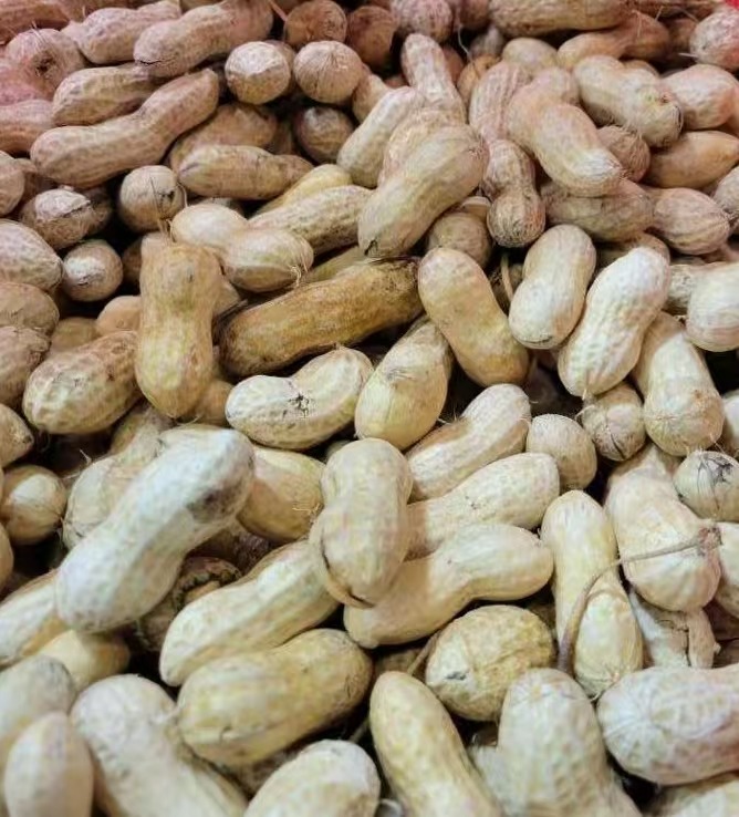 Fresh  peanuts