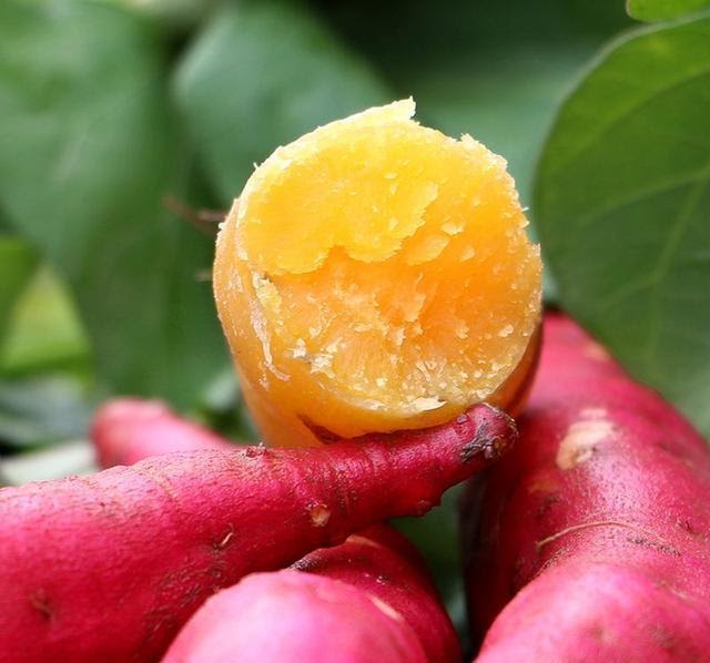 Chestnut Sweet Potato
