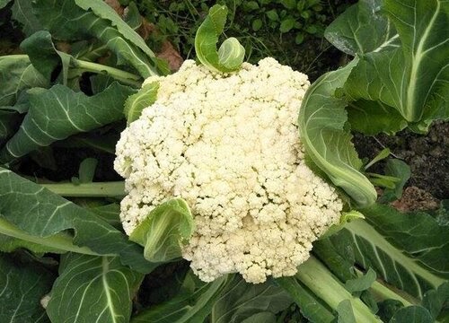 Chinese Cauliflower 