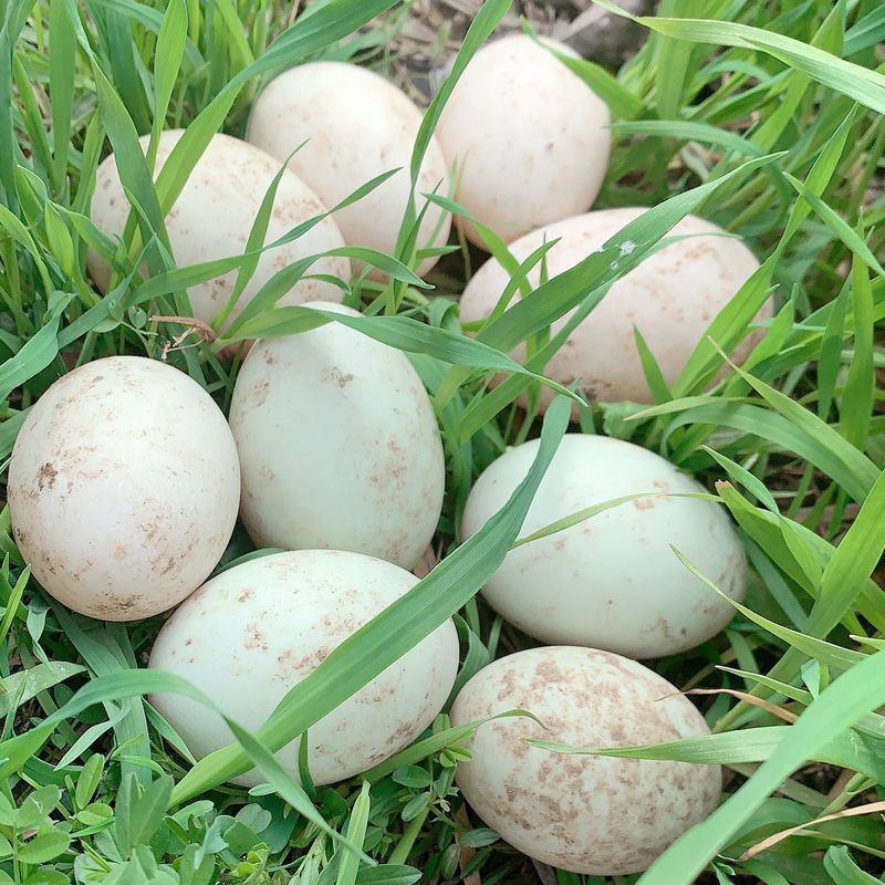 Organic free range Duck eggs
