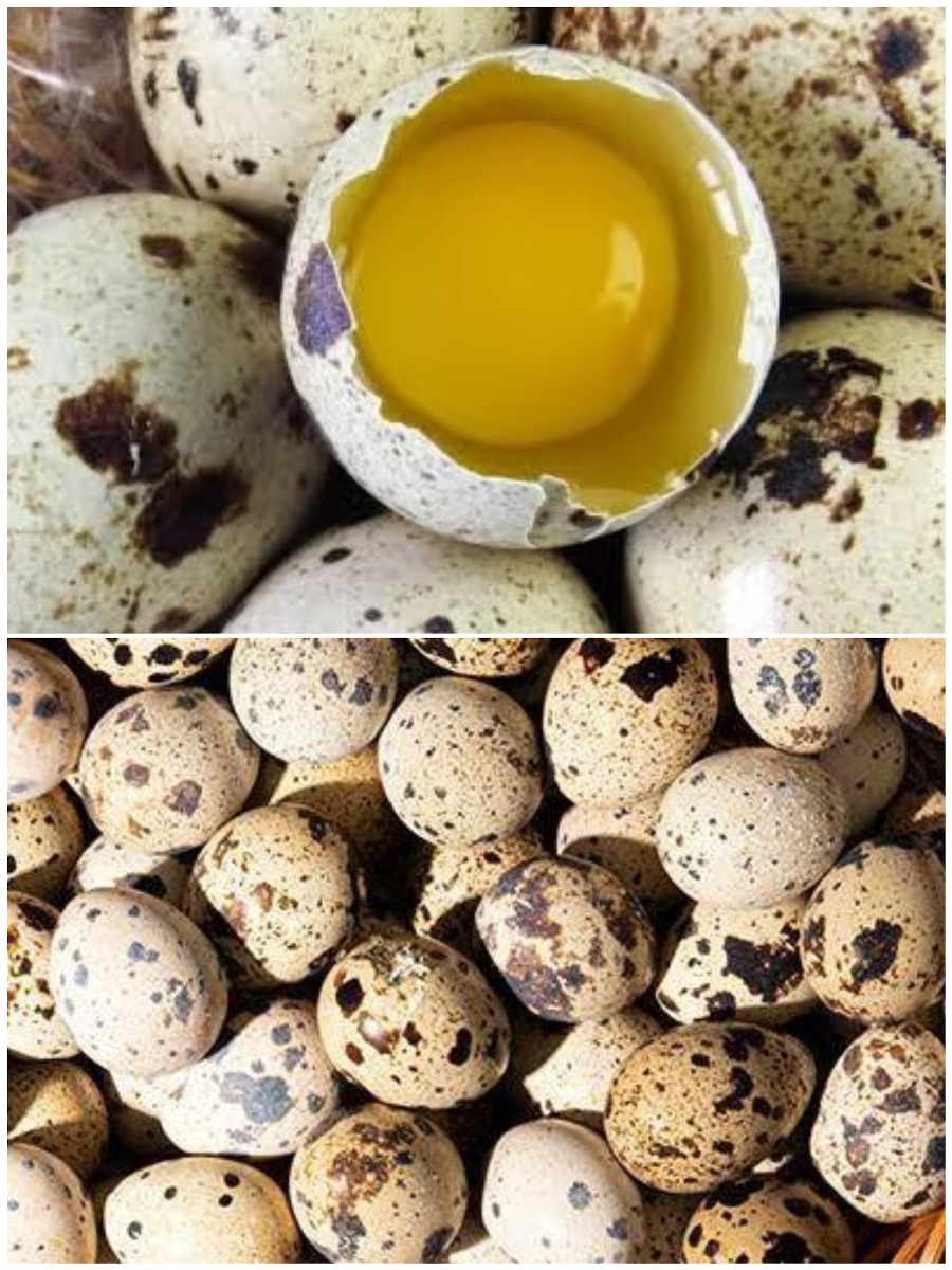 Fresh Quail Eggs 2pcs
