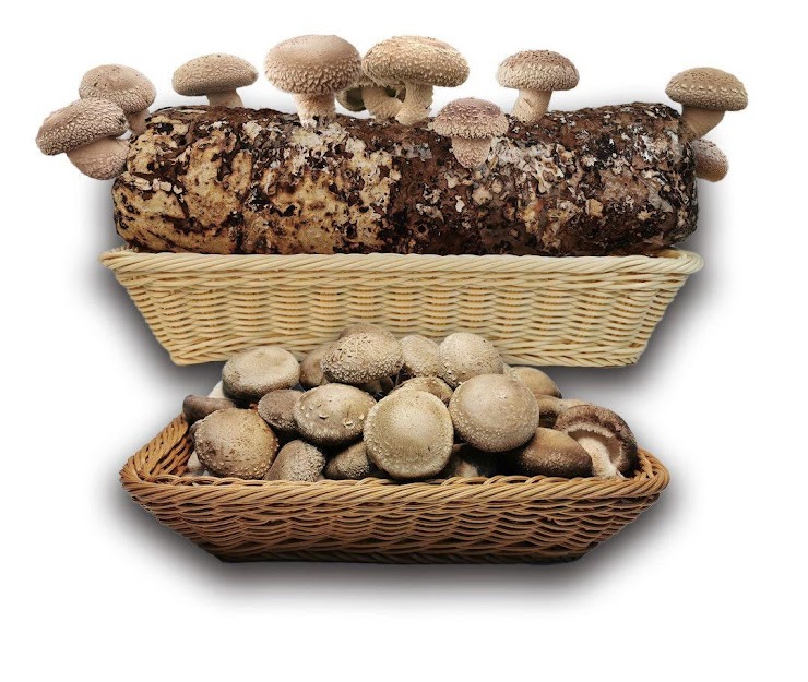 Organic Shiitake Mushroom log with Mushrooms