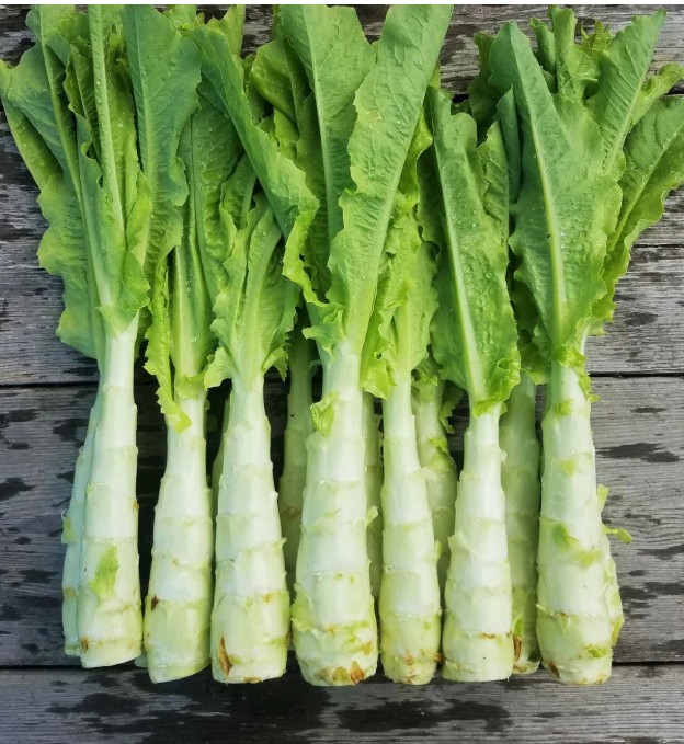Celtuce -Stem Lettuce 2.5lbs