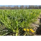 Fresh cust Chives will be harvest this weekend in our Burlington farm