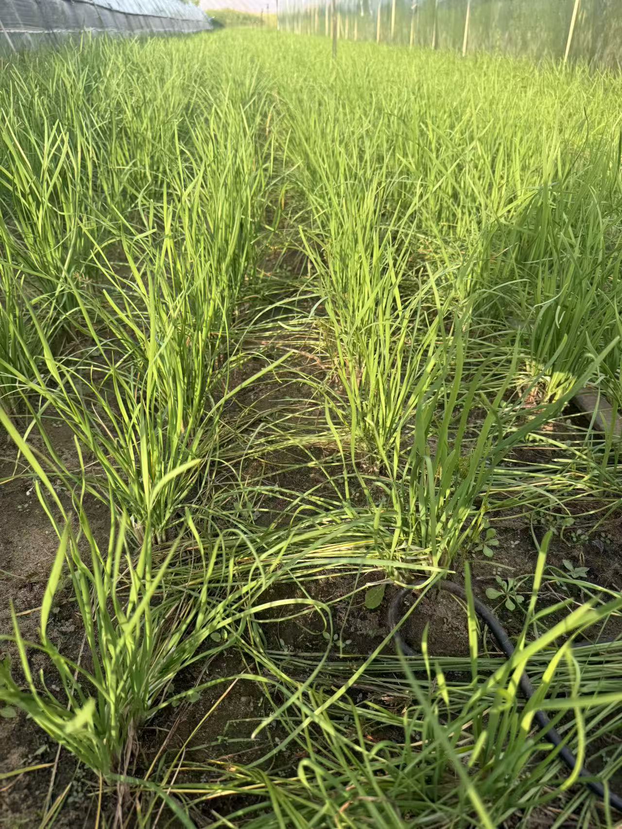 Fresh cust Chives will be harvest this weekend in our Burlington farm