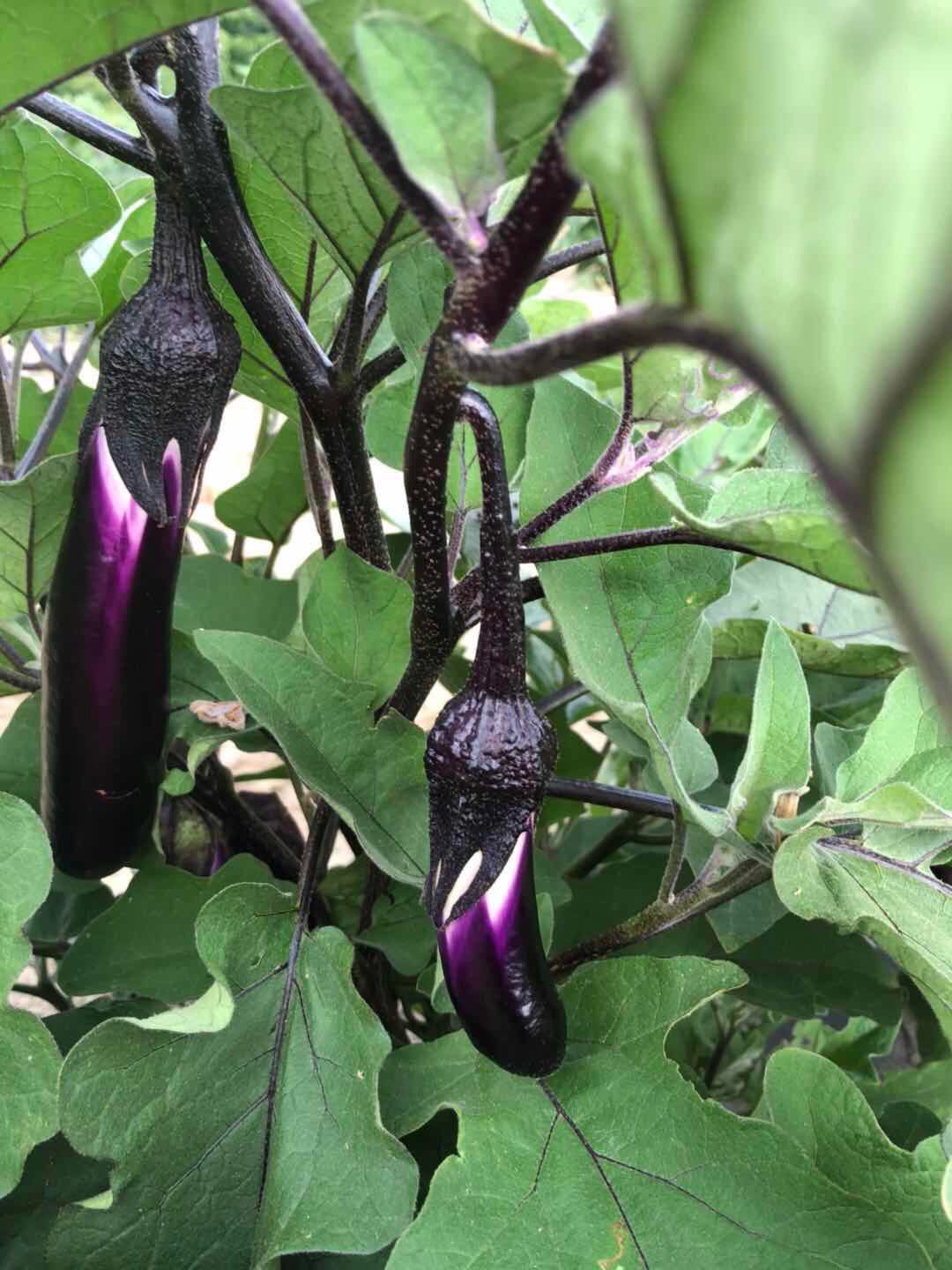 Eggplant 2 lbs - Grfresh